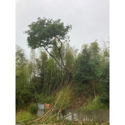 津市　偏心木の画像1