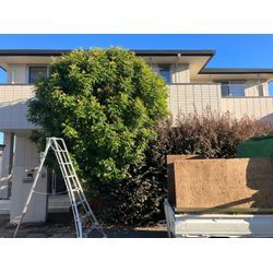 鈴鹿市　生垣剪定の画像1