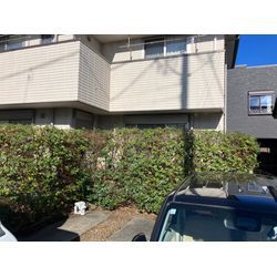 鈴鹿市　生垣剪定の画像2