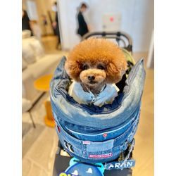 髪型も可愛いリングドッグちゃんの画像2