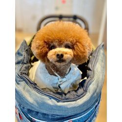 髪型も可愛いリングドッグちゃんの画像1