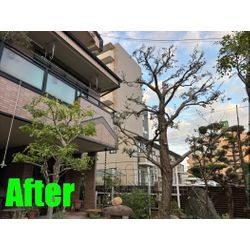 名古屋市東区にて　個人邸の剪定の画像2