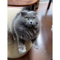 猫ちゃん　当店でお世話をさせて頂きましたの画像3