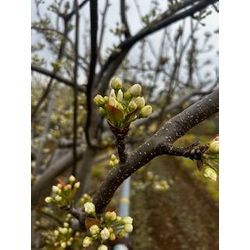 3月31日　梨農園でのお仕事の画像2