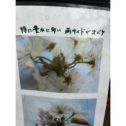 3月31日　梨農園でのお仕事の画像1