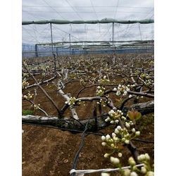 3月31日　梨農園でのお仕事の画像3