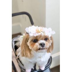 お花も似合ってる　リングドッグちゃんの画像3