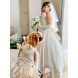 お花も似合ってる　リングドッグちゃんの画像1