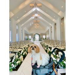 お花も似合ってる　リングドッグちゃんの画像2