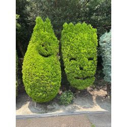 びっくりすぎるほどの速さで梅雨が終わりましたの画像2