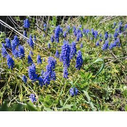 今日は晴れだけどちょっと肌寒い　〜春の花〜　群馬高崎の植木屋ゆうさんの画像2