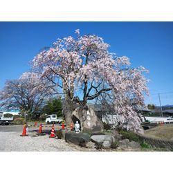 今日は晴れだけどちょっと肌寒い　〜春の花〜　群馬高崎の植木屋ゆうさんの画像1