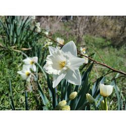 今日は晴れだけどちょっと肌寒い　〜春の花〜　群馬高崎の植木屋ゆうさんの画像3