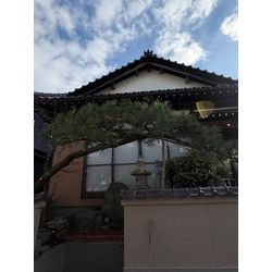 松の剪定の画像2