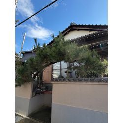 松の剪定の画像1