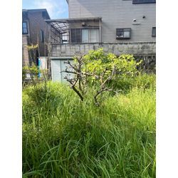 立木伐採、防草シート施工の画像2