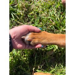 🌸春の訪れにともなう大切な家族のケアについての画像1