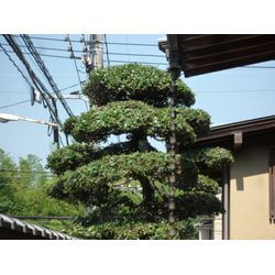 依頼者寄り添った作業をします| 広島県山口県で庭木の剪定は塩田剪庭園の画像3