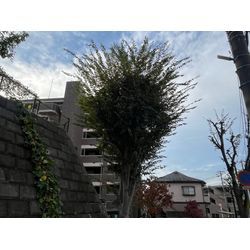 欅の剪定作業　千葉県の画像1