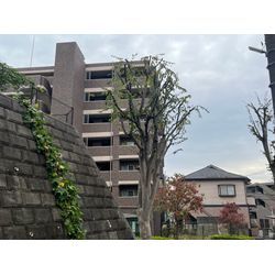 欅の剪定作業　千葉県の画像2