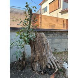 クスノキの画像1