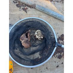 スズメバチ駆除の画像2