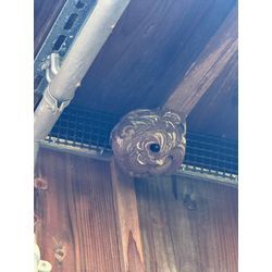 スズメバチ駆除の画像1