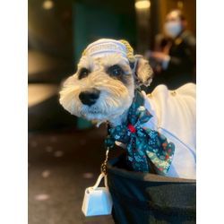 リングドッグ　ミニチュアシュナウザーちゃんの画像1