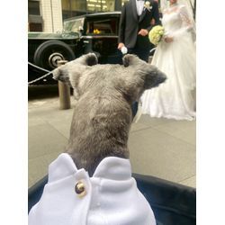 リングドッグ　ミニチュアシュナウザーちゃんの画像3