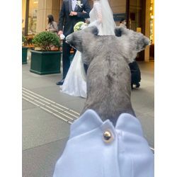 リングドッグ　ミニチュアシュナウザーちゃんの画像2