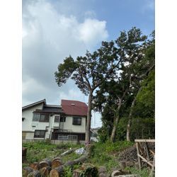 🌿 山採りドウダンツツジ植栽・お庭じまい見積もりの週でした 🌿の画像3