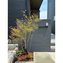 🌿 山採りドウダンツツジ植栽・お庭じまい見積もりの週でした 🌿の画像1