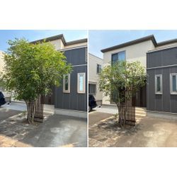 🌿 山採りドウダンツツジ植栽・お庭じまい見積もりの週でした 🌿の画像2