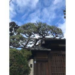 【地域密着】緑豊かな空間を創る★庭木剪定プロフェッショナルの画像3