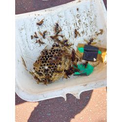 ◤7月も最終日！！今月も蜂駆除のご依頼ありがとうございました◢の画像1