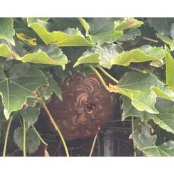 ◤🐝8月もご依頼ありがとうございました！9月突入！仙台蜂駆除/岩手蜂駆除◢の画像1