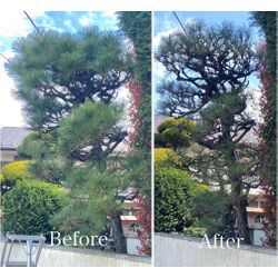 【板橋区】松の剪定（透かし剪定）でここまで変わります｜板橋区の施工事例の画像1