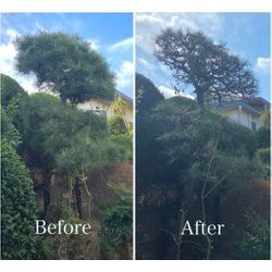 【板橋区】松の剪定（透かし剪定）でここまで変わります｜板橋区の施工事例の画像2