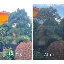 【板橋区】松の剪定（透かし剪定）でここまで変わります｜板橋区の施工事例の画像3