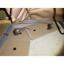 愛知県にてネズミ・イタチ被害駆除防除対策を行いました。の画像2