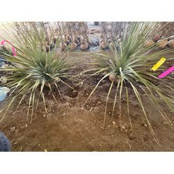 観葉植物の植え替えの画像2