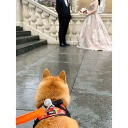 リングドッグ　ワンちゃんが見ていたい景色の画像1