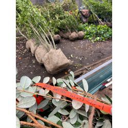 植木の仕入れも受け付けております♫の画像1