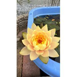 繁忙期突入の画像2