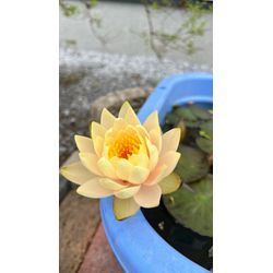 繁忙期突入の画像3