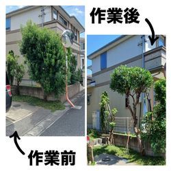 チョキチョキ大作戦！剪定レポート🌿」の画像1