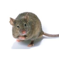 東京！繁華街で多量発生！ ネットニュースから！の画像2