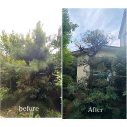 川越で松の剪定！門周りが明るくスッキリしました。の画像1