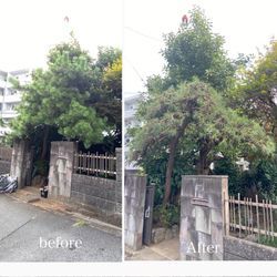 川越で松の剪定！門周りが明るくスッキリしました。の画像2