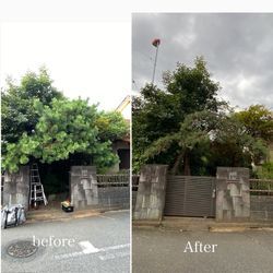 川越で松の剪定！門周りが明るくスッキリしました。の画像3